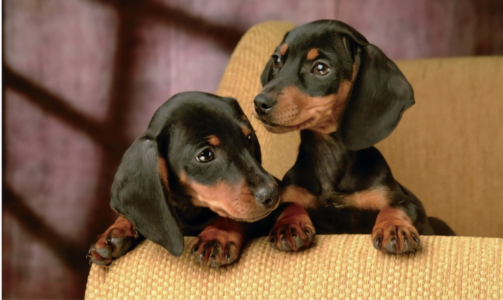 Dachshund or sausage dog polyester flag 5ft x 3ft with eyelets